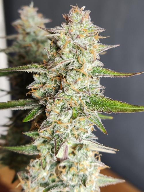 Auto Do Si Dos. Week 10