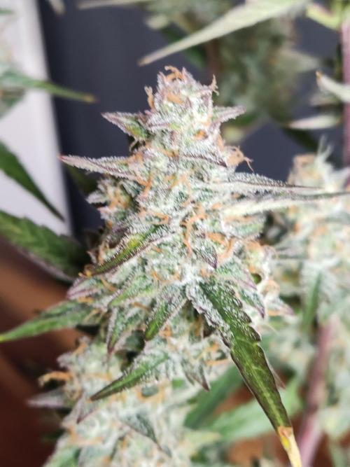 Auto Do Si Dos. Week 10