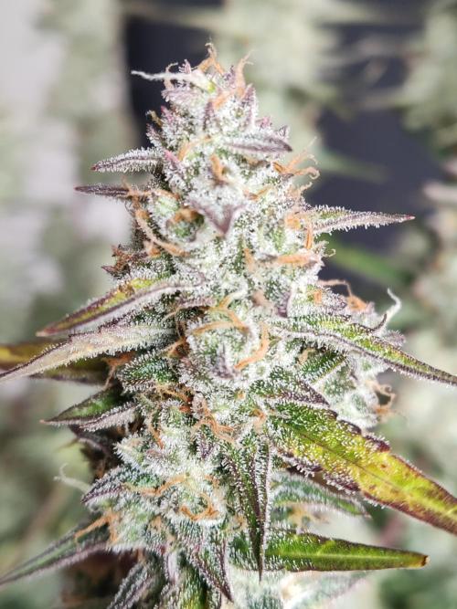 Auto Do Si Dos. Week 10