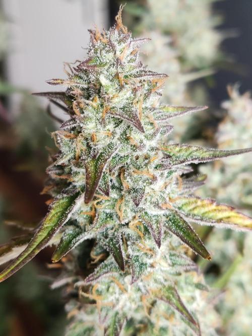 Auto Do Si Dos. Week 10