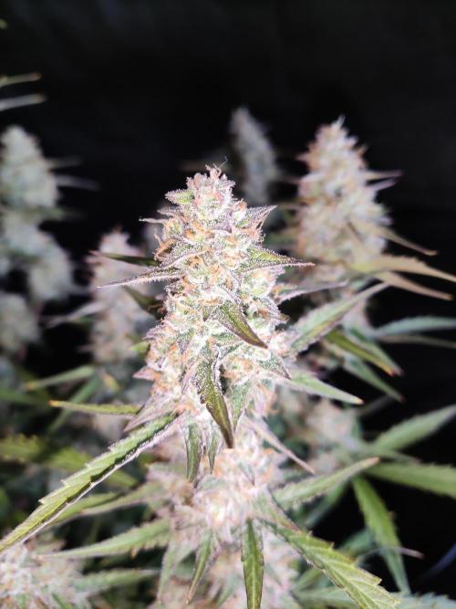 Auto Do Si Dos. Week 10