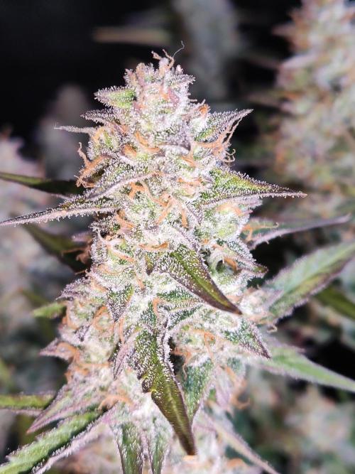 Auto Do Si Dos. Week 10