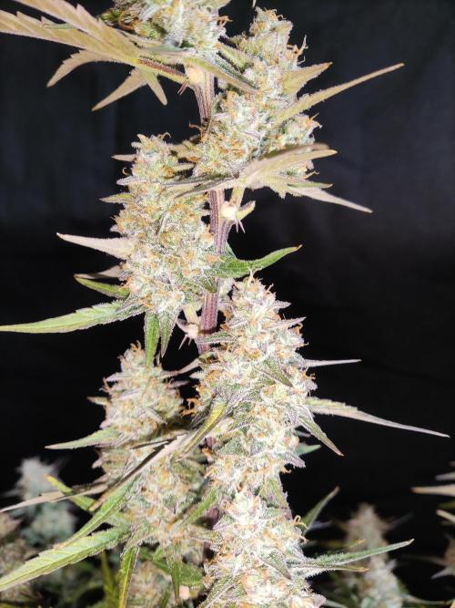 Auto Do Si Dos. Week 10