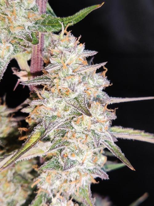 Auto Do Si Dos. Week 10