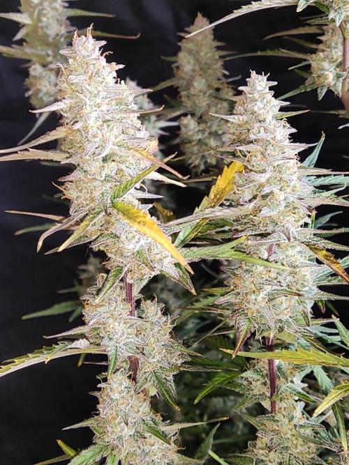 Auto Do Si Dos. Week 10