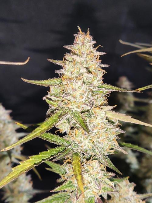 Auto Do Si Dos. Week 10