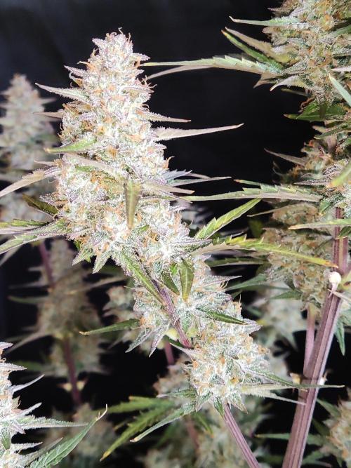 Auto Do Si Dos. Week 10