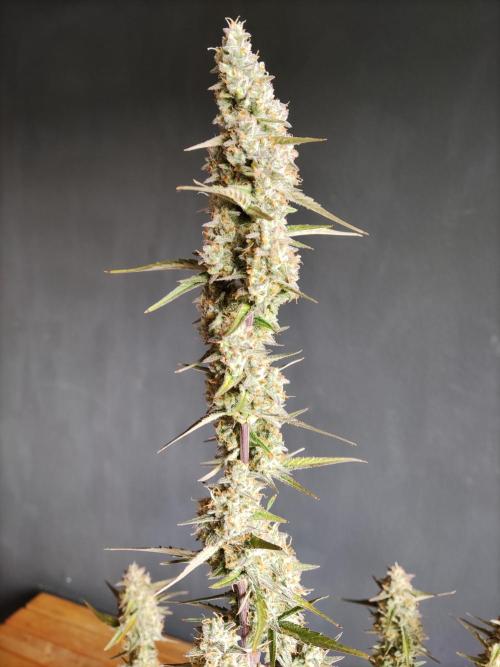 Auto Do Si Dos. Week 10