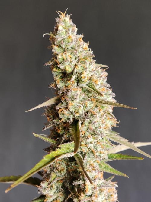 Auto Do Si Dos. Week 10
