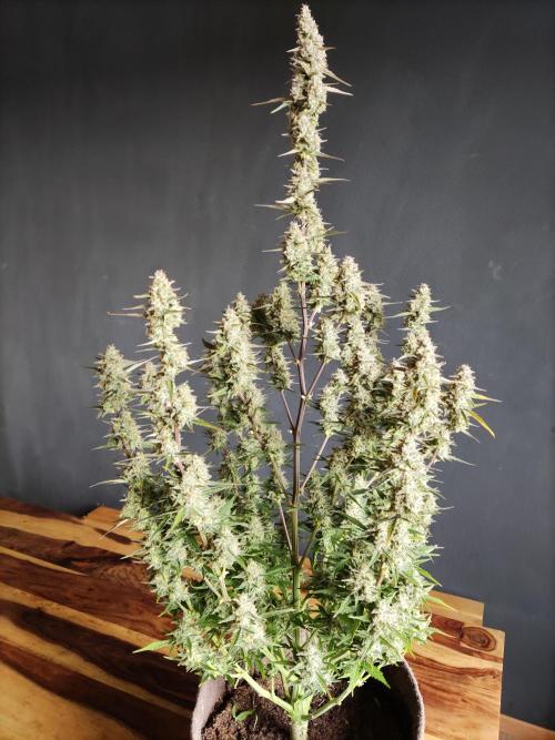 Auto Do Si Dos. Week 10