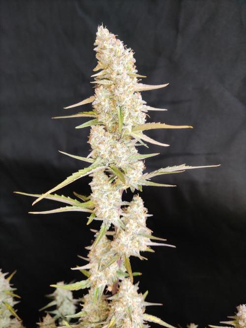 Auto Do Si Dos. Week 10
