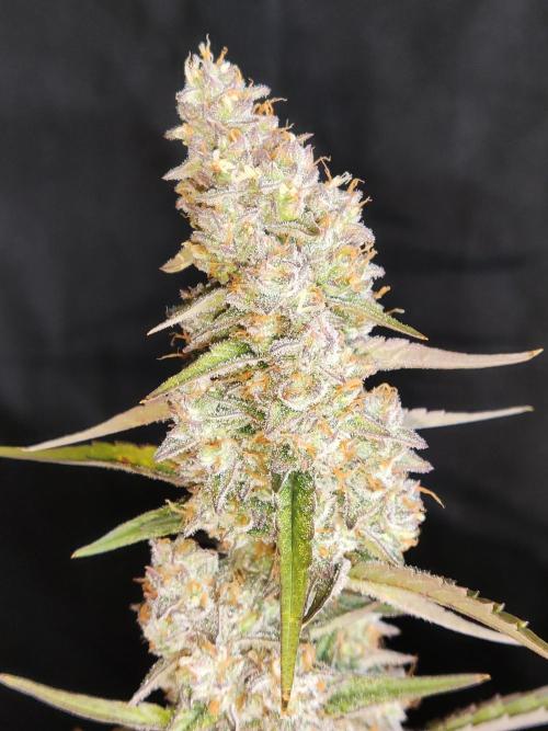 Auto Do Si Dos. Week 10