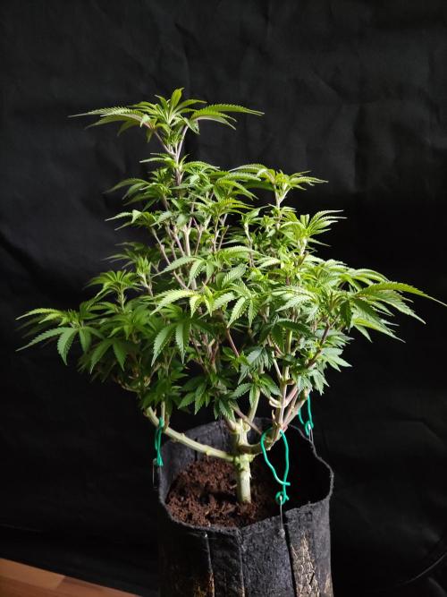 Big Bud. Week 9