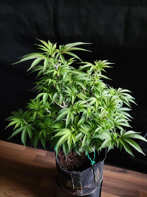 Big Bud. Week 9