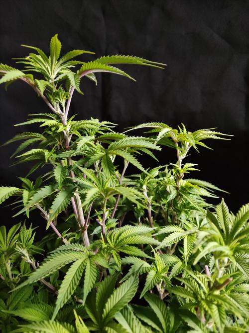 Big Bud. Week 9