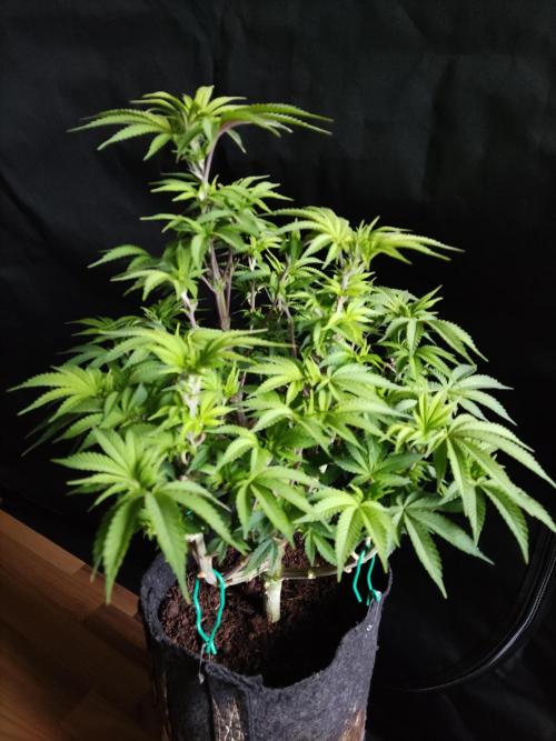 Big Bud. Week 9