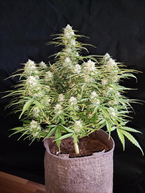Auto Cinderella Jack. Week 10