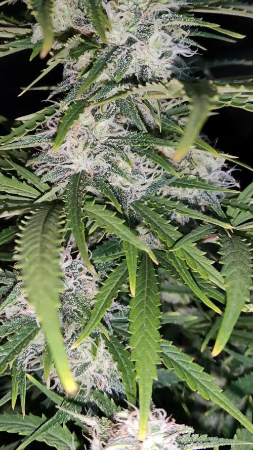 Auto Cinderella Jack