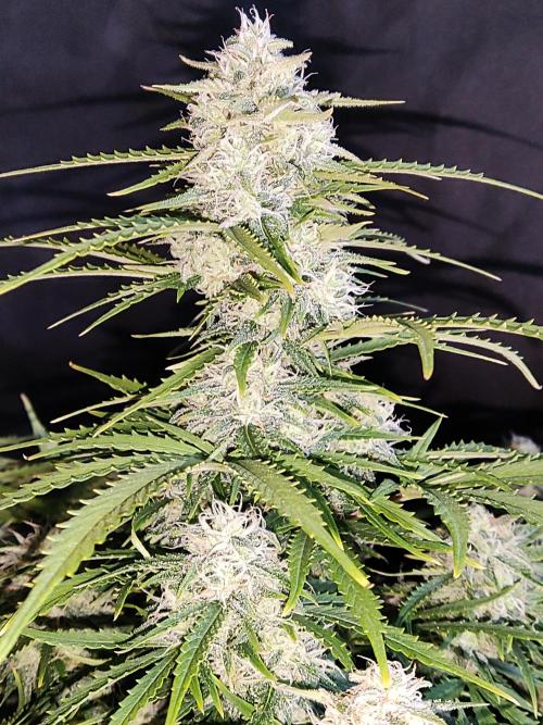 Auto Cinderella Jack. Week 10