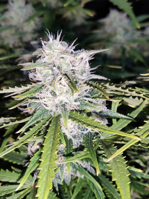 Auto Cinderella Jack. Week 10