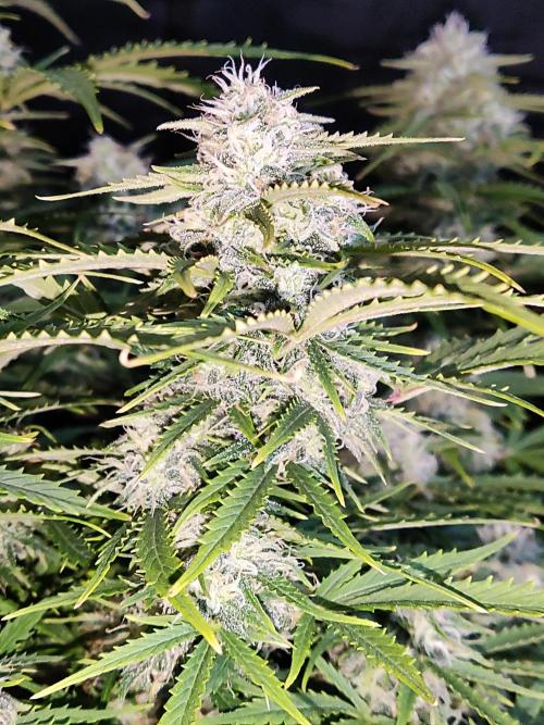 Auto Cinderella Jack. Week 10
