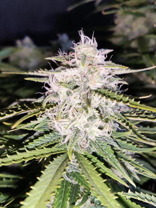 Auto Cinderella Jack. Week 10