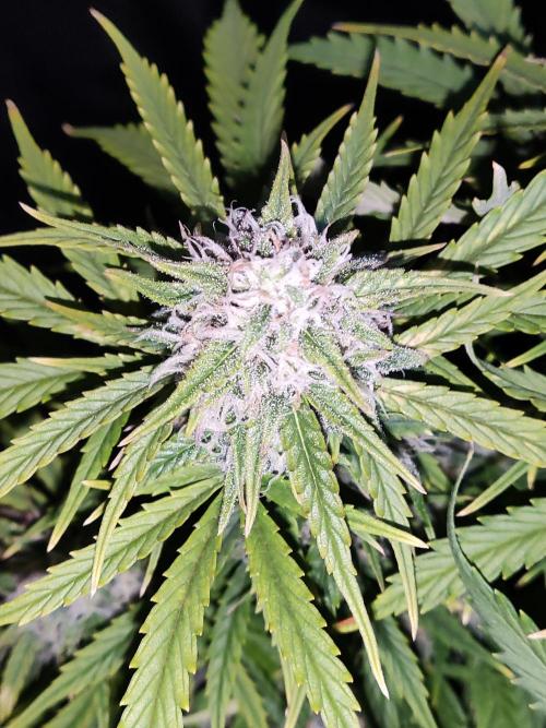 Auto Cinderella Jack. Week 10