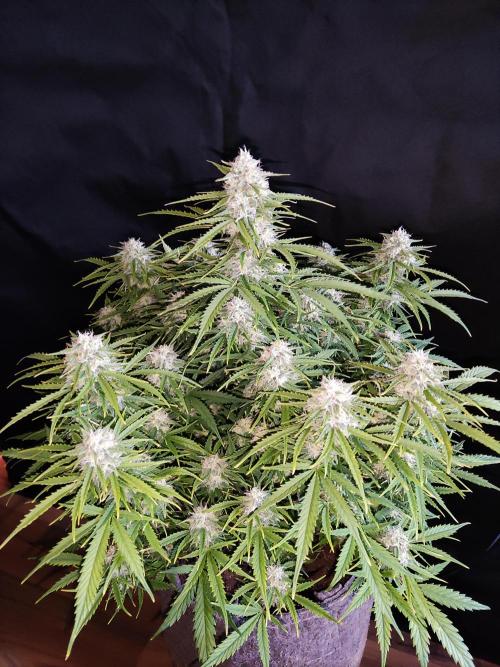 Auto Cinderella Jack. Week 10