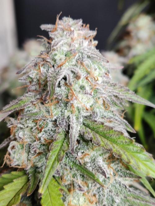 Top 44 Auto. Week 10