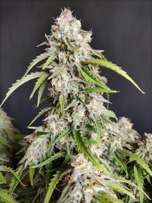 Top 44 Auto. Week 10
