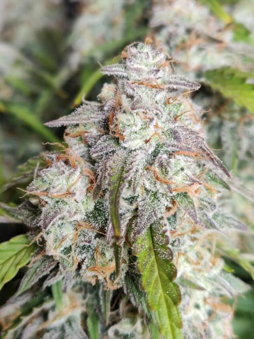 Top 44 Auto. Week 10