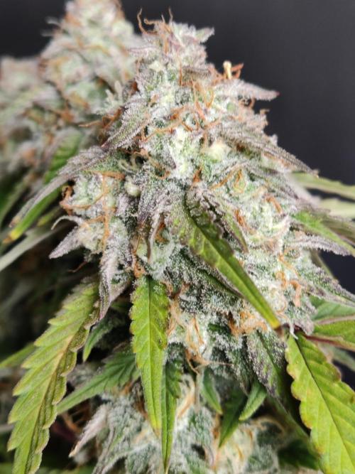Top 44 Auto. Week 10