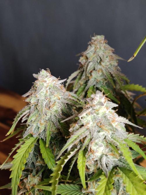 Top 44 Auto. Week 10