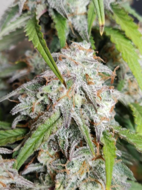 Top 44 Auto. Week 10