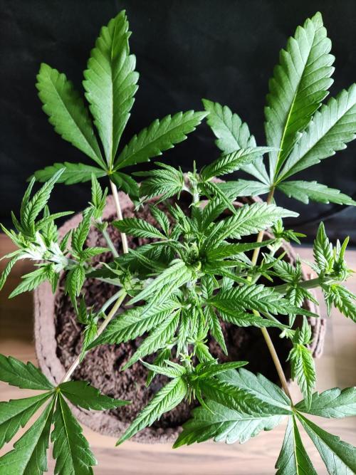 Unicorn Wagyu. Week 5