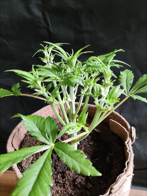 Unicorn Wagyu. Week 5