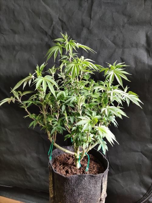 Big Bud. Week 10 - Tag 70