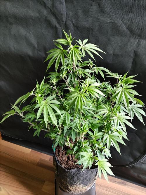 Big Bud. Week 10