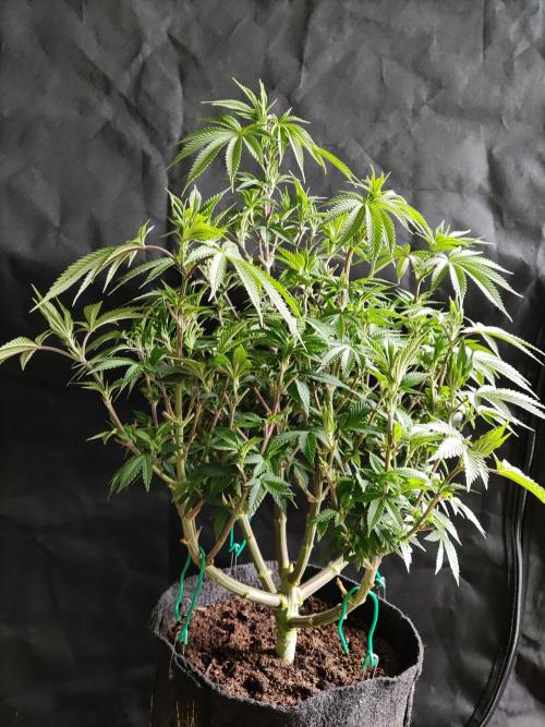 Big Bud. Week 10