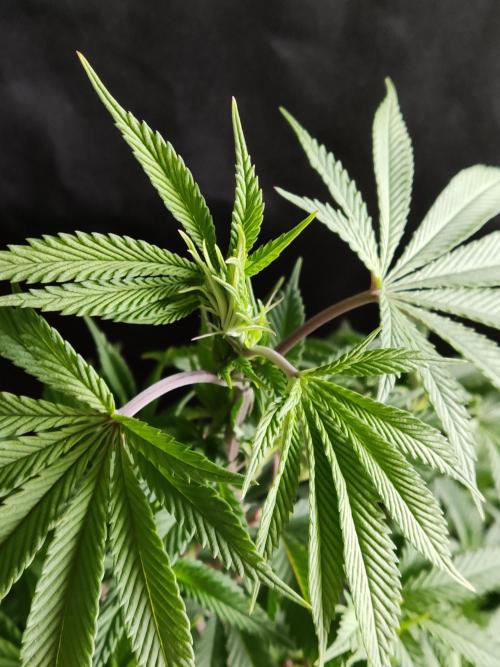 Big Bud. Week 10
