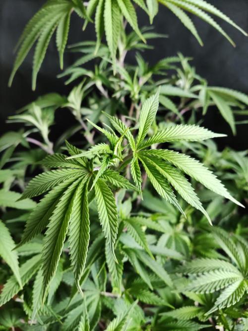 Big Bud. Week 10