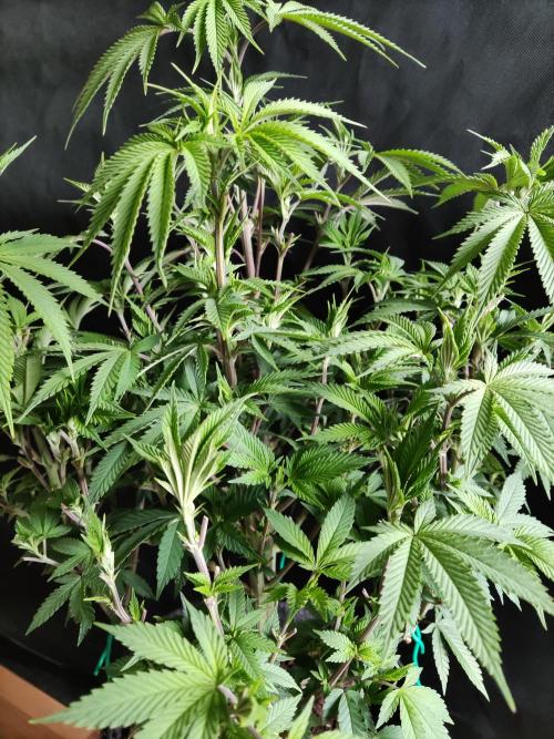 Big Bud. Week 10