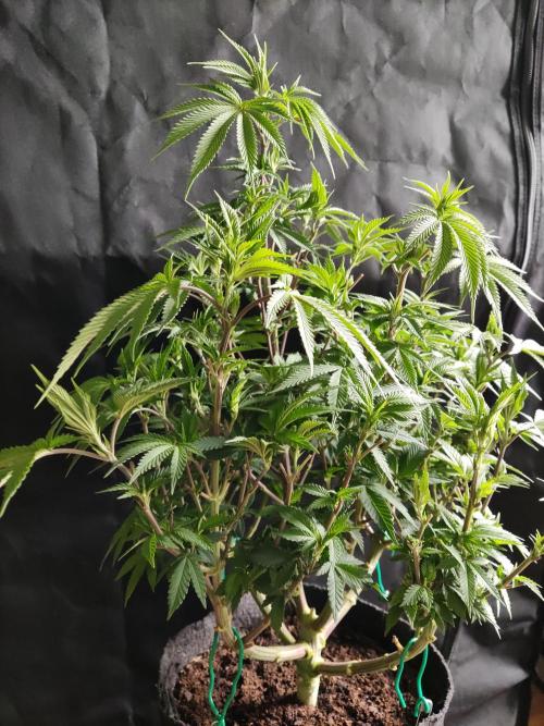 Big Bud. Week 10