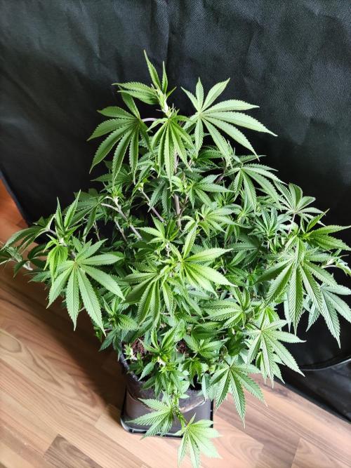 Big Bud. Week 10