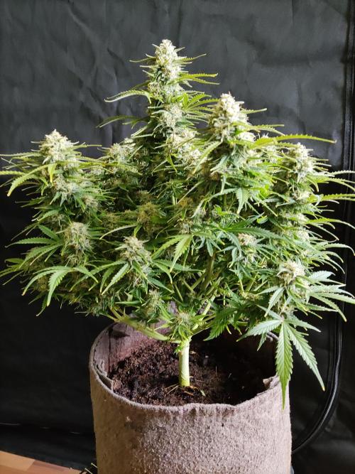 Auto Cinderella Jack. Week 11 - Tag 77