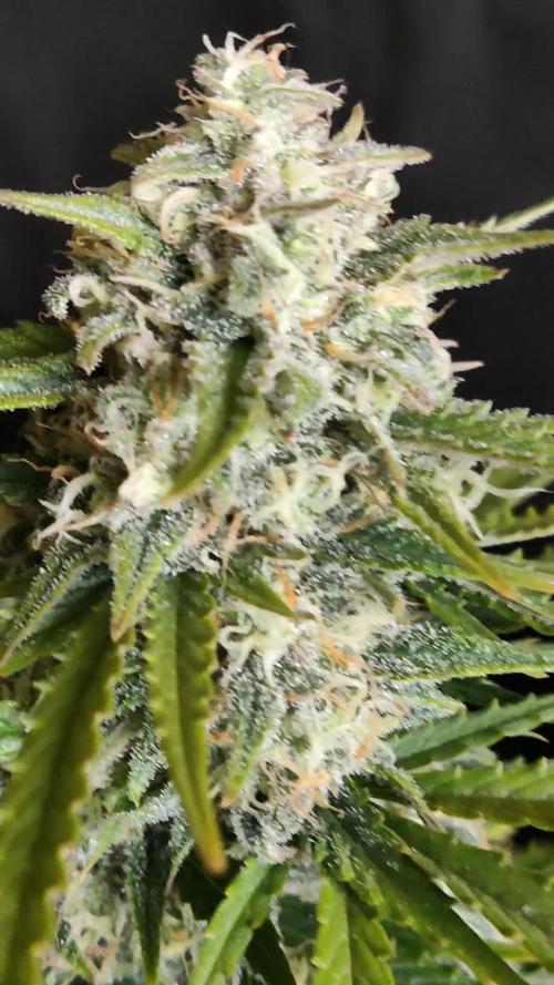 Auto Cinderella Jack
