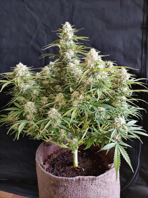 Auto Cinderella Jack. Week 11