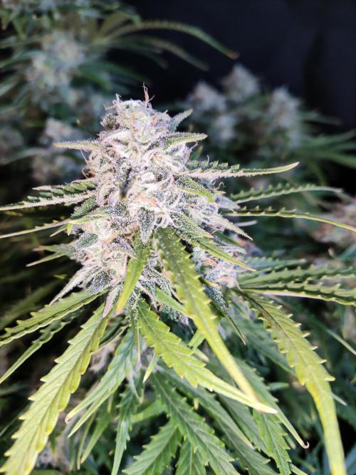 Auto Cinderella Jack. Week 11
