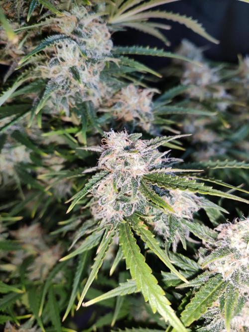 Auto Cinderella Jack. Week 11