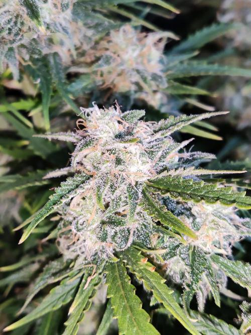 Auto Cinderella Jack. Week 11